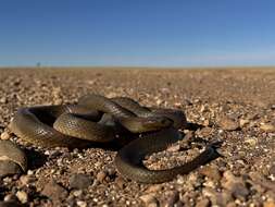 Image of inland taipan