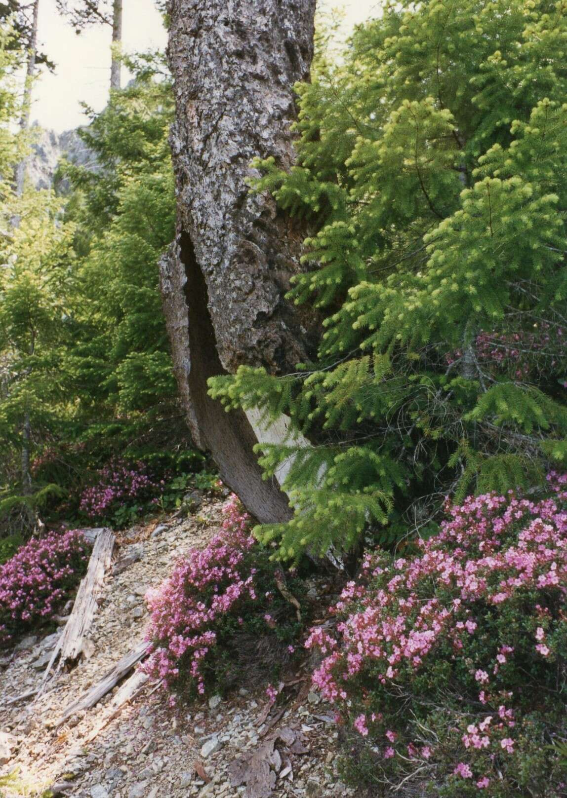 Image of North Umpqua kalmiopsis