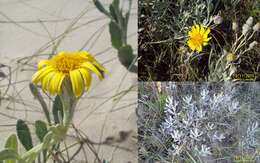 Image of Senecio crassiflorus (Poir.) DC.