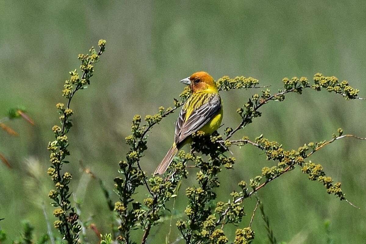 Image of Brown-headed Bunting