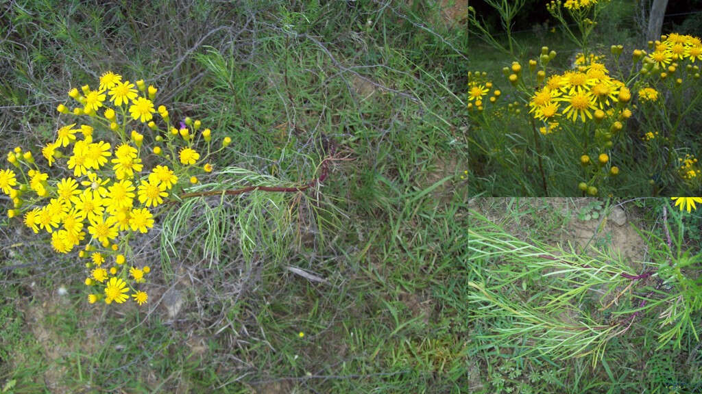 Plancia ëd Senecio brasiliensis (Spreng.) Less.