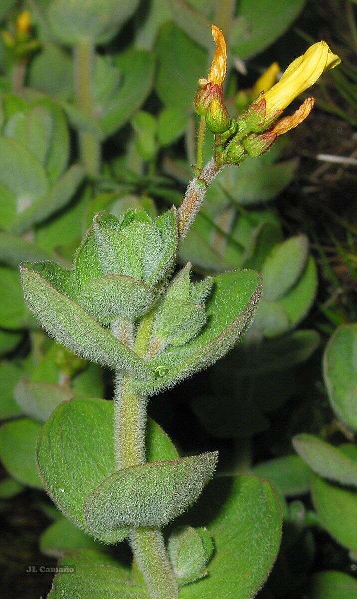 Plancia ëd Hypericum elodes L.