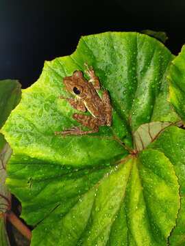 Image of Sri Lanka whipping frog