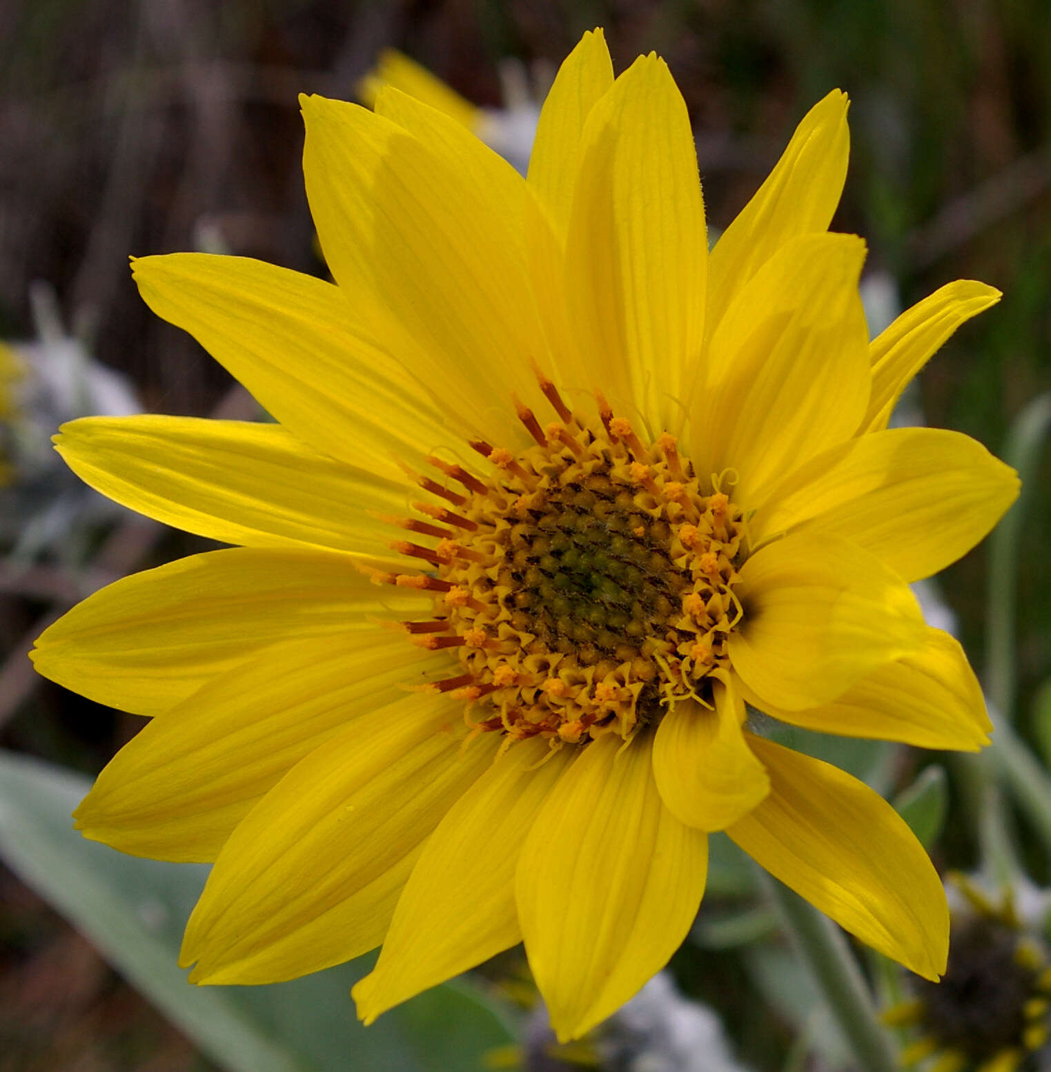 Image of arrowleaf balsamroot