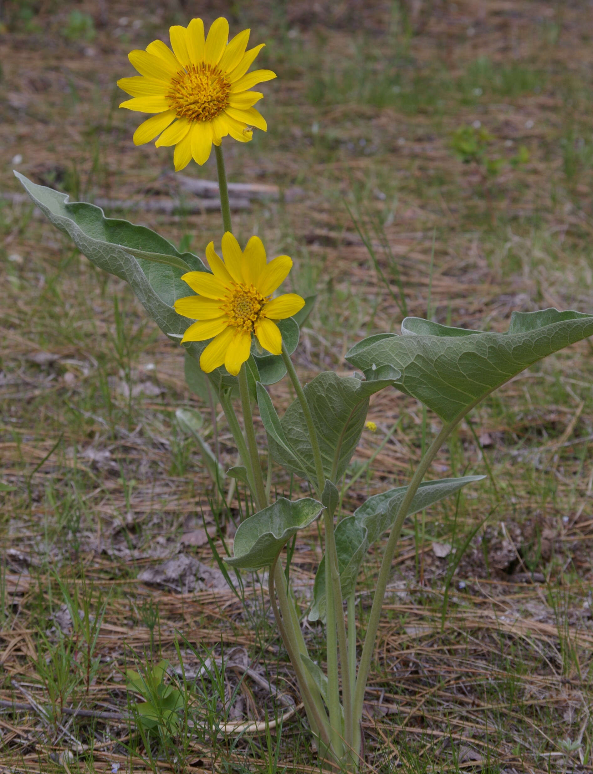 Image of balsamroot