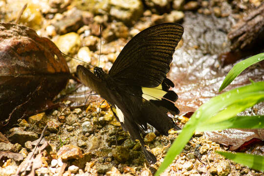 صورة Papilio diophantus Grose-Smith 1882