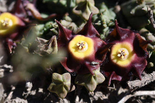 Image of Ceropegia pillansiana (N. E. Br.) Bruyns