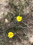 Image de Thelesperma simplicifolium (A. Gray) A. Gray