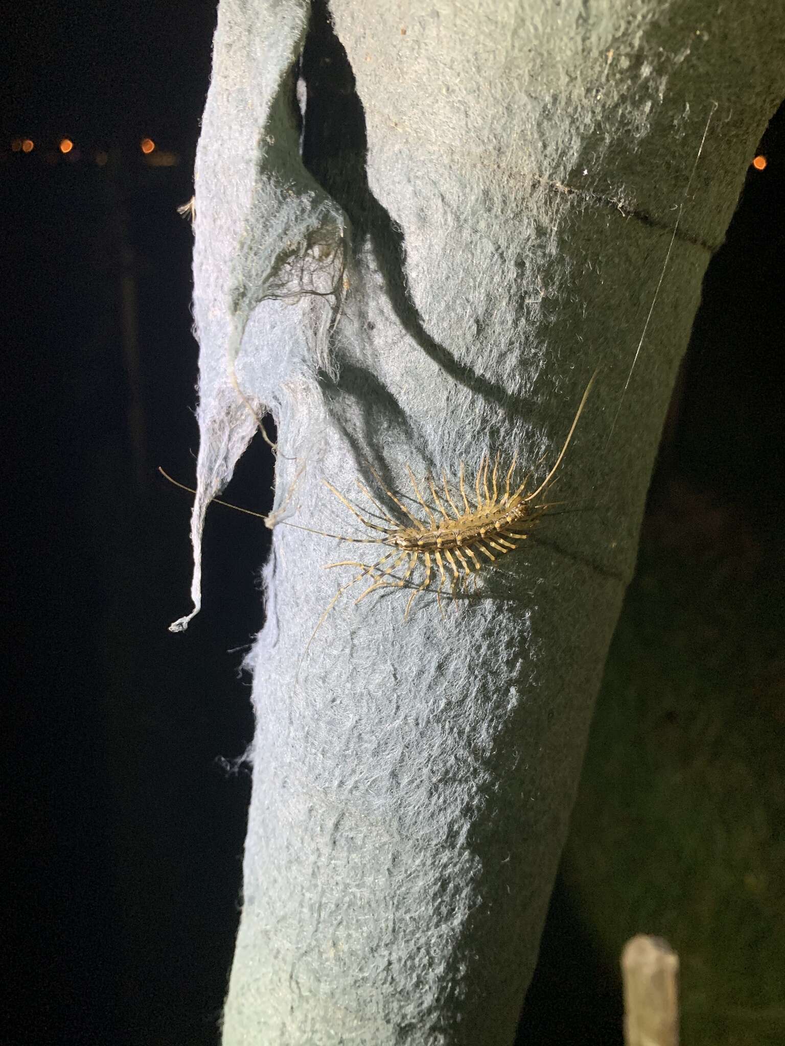 Image of Japanese House Centipede