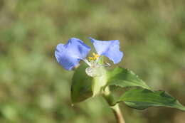 Image of Blousel Blommetjie