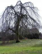 Image of Fagus sylvatica f. pendula