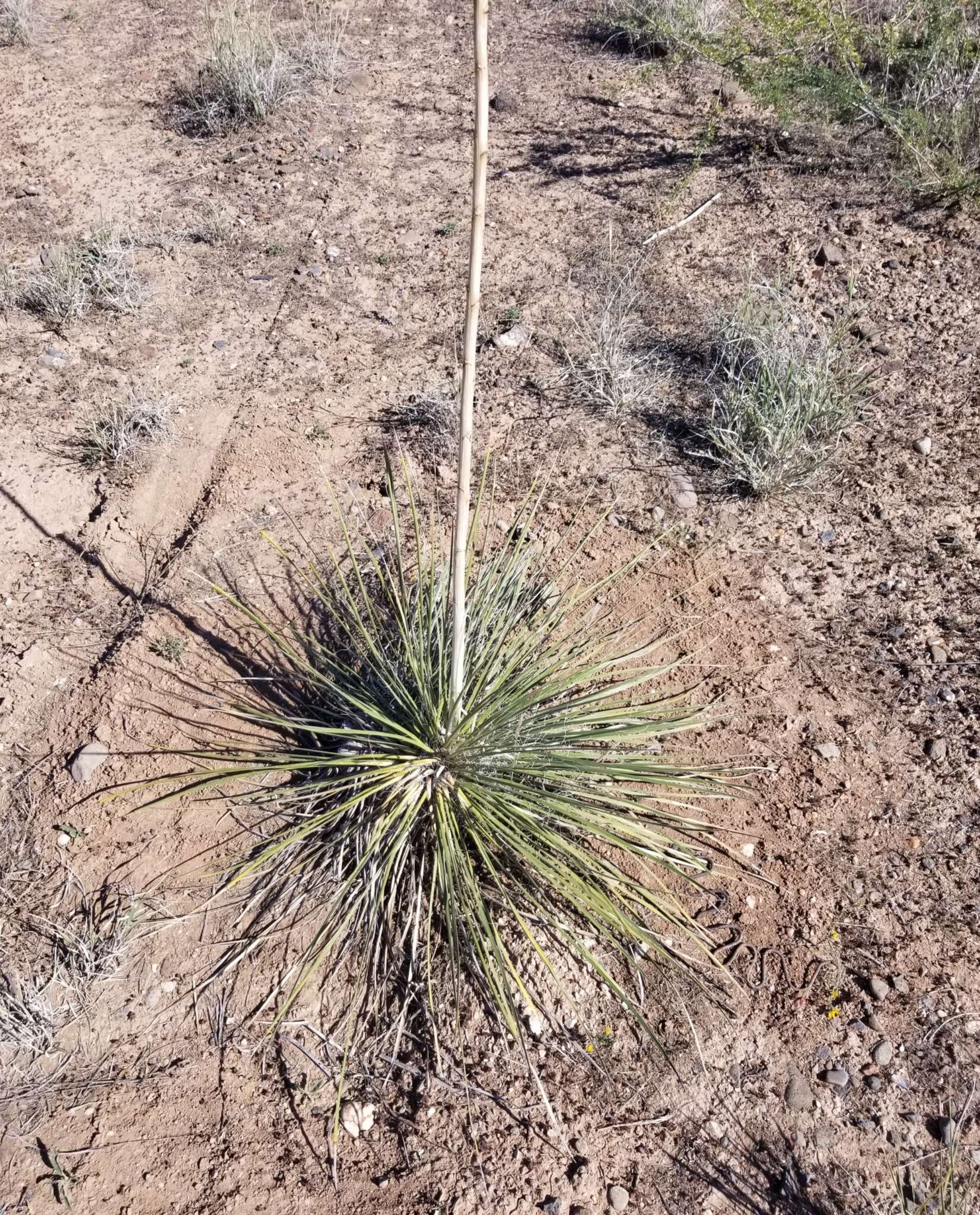 Imagem de Yucca elata var. verdiensis (McKelvey) Reveal