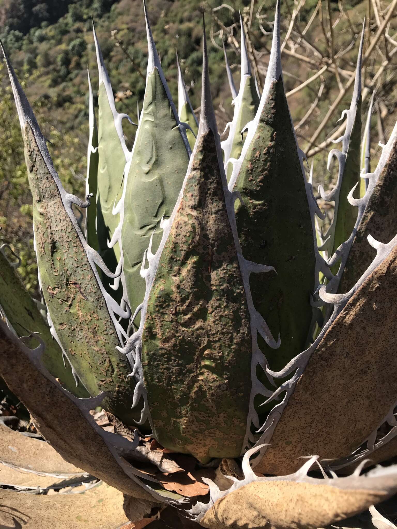 Agave horrida subsp. horrida resmi