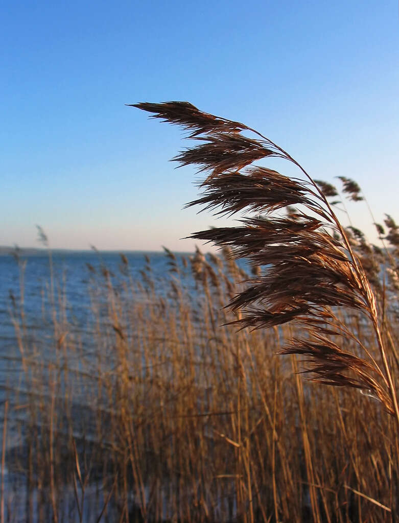 Image of common reed