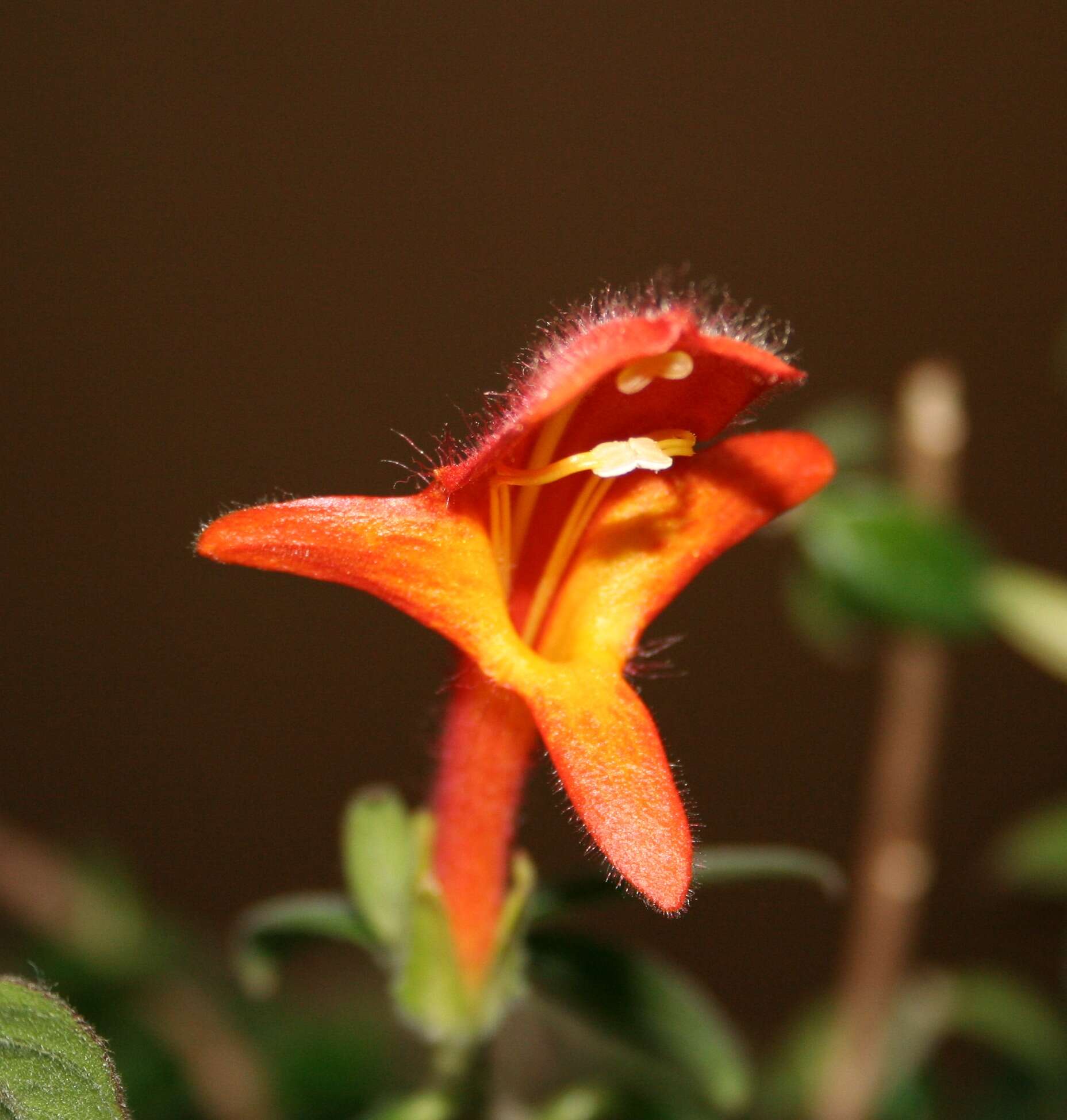 Imagem de Columnea crassifolia Brongn. ex Lem.