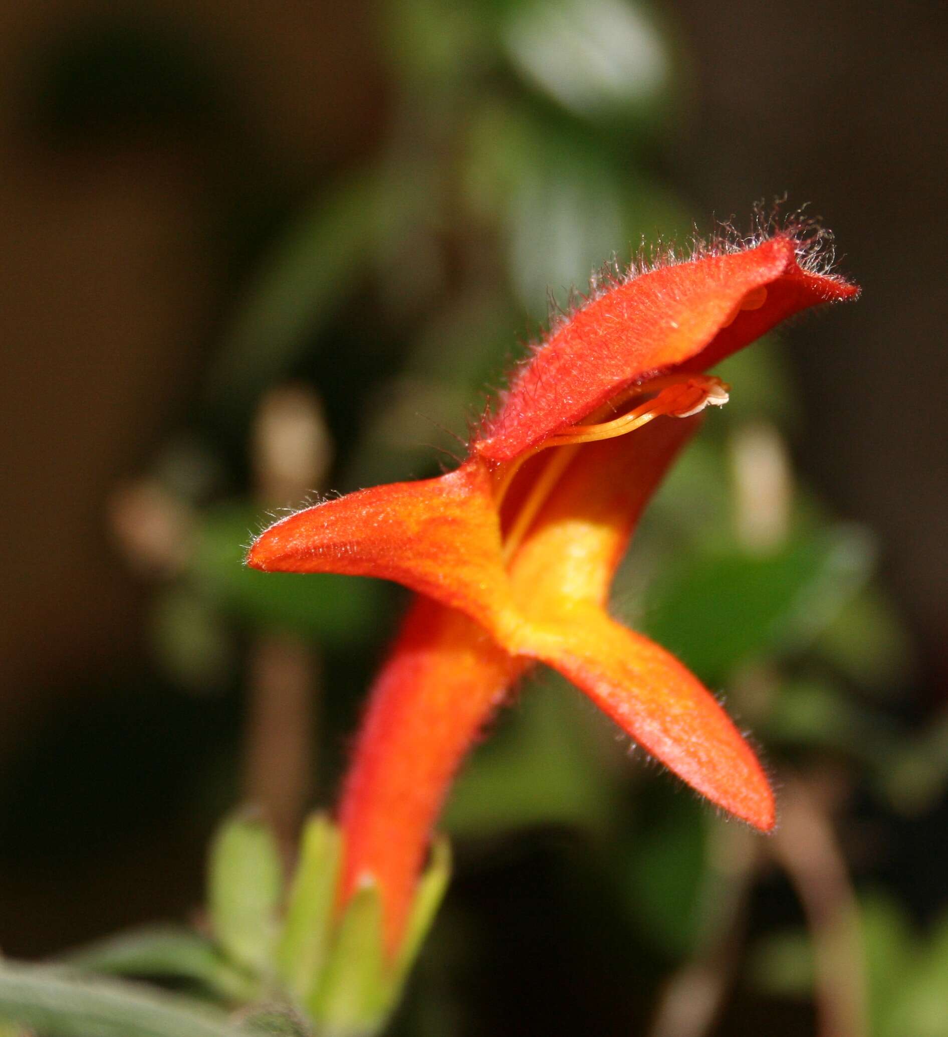 Imagem de Columnea crassifolia Brongn. ex Lem.