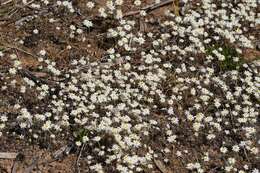 Image of Hyalosperma praecox (F. Müll.) P. G. Wilson