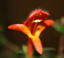 Imagem de Columnea crassifolia Brongn. ex Lem.