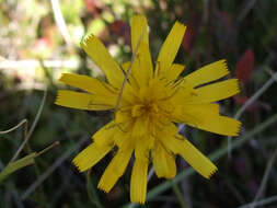 Image of common hawkweed