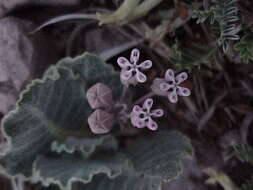 Asclepias nummularia Torr. resmi