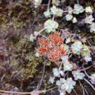 Image of broadleaf stonecrop