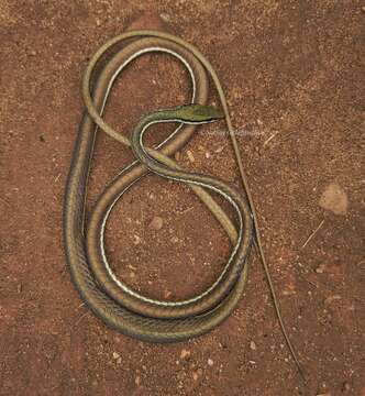 صورة Dendrelaphis wickrorum