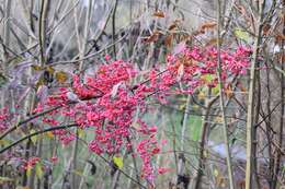 Image of Common spindle tree