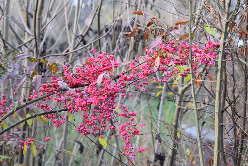 Imagem de Euonymus europaeus L.