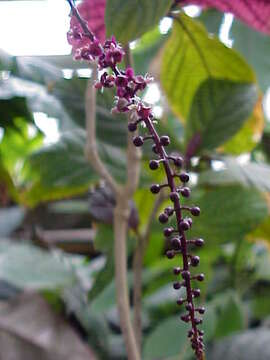 Image of Trichostigma peruvianum (Moquin) H. Walter