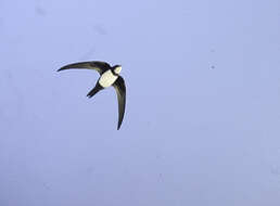 Image of Alpine swift