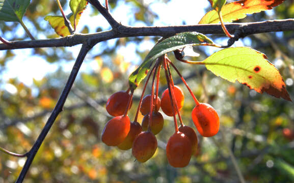 Plancia ëd Malus fusca (Raf.) Schneid.