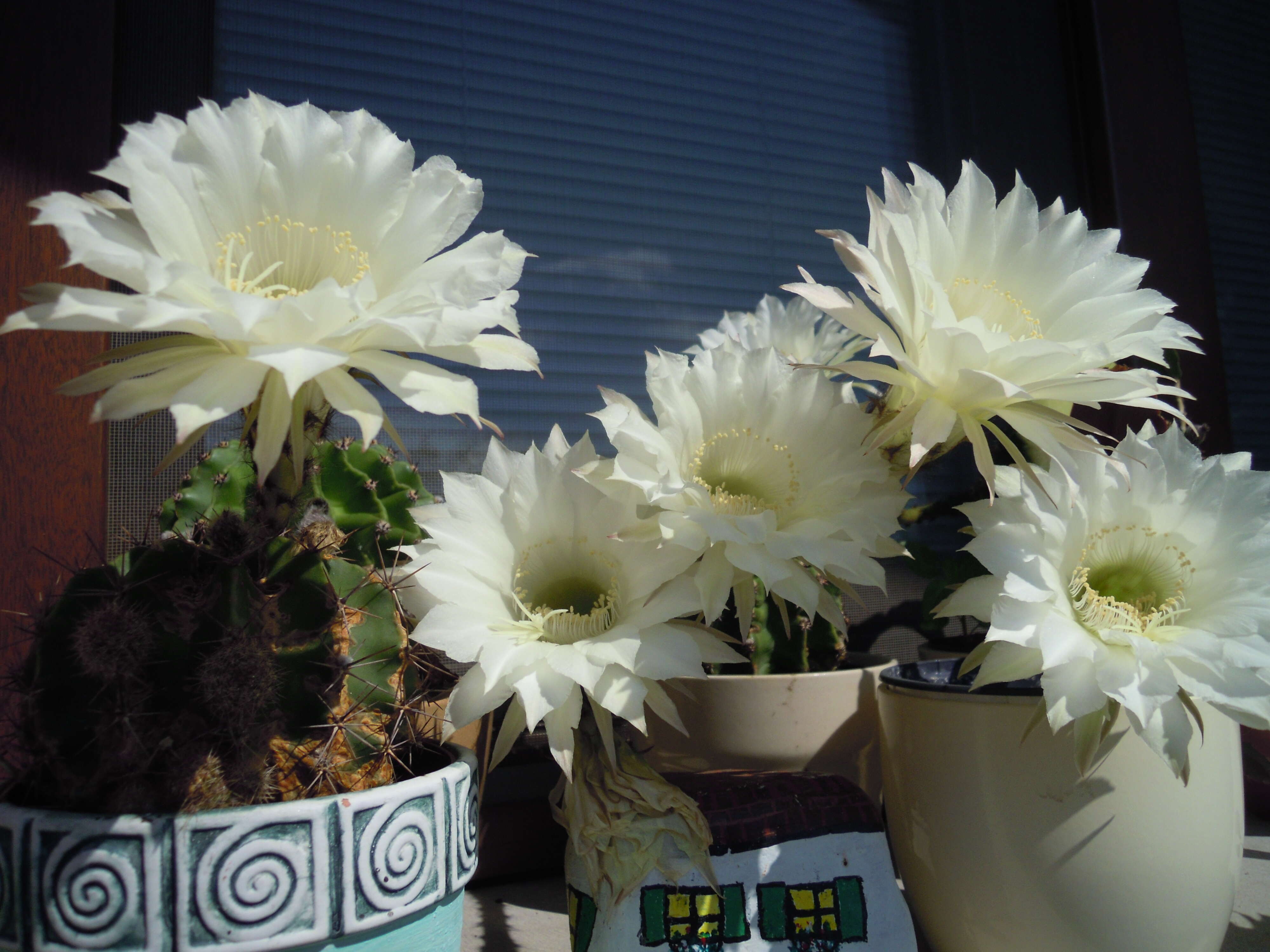 Image of Echinopsis oxygona