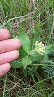 Image of sidecluster milkweed