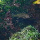 Image of Galapagos croaker
