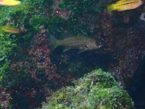 Image of Galapagos croaker