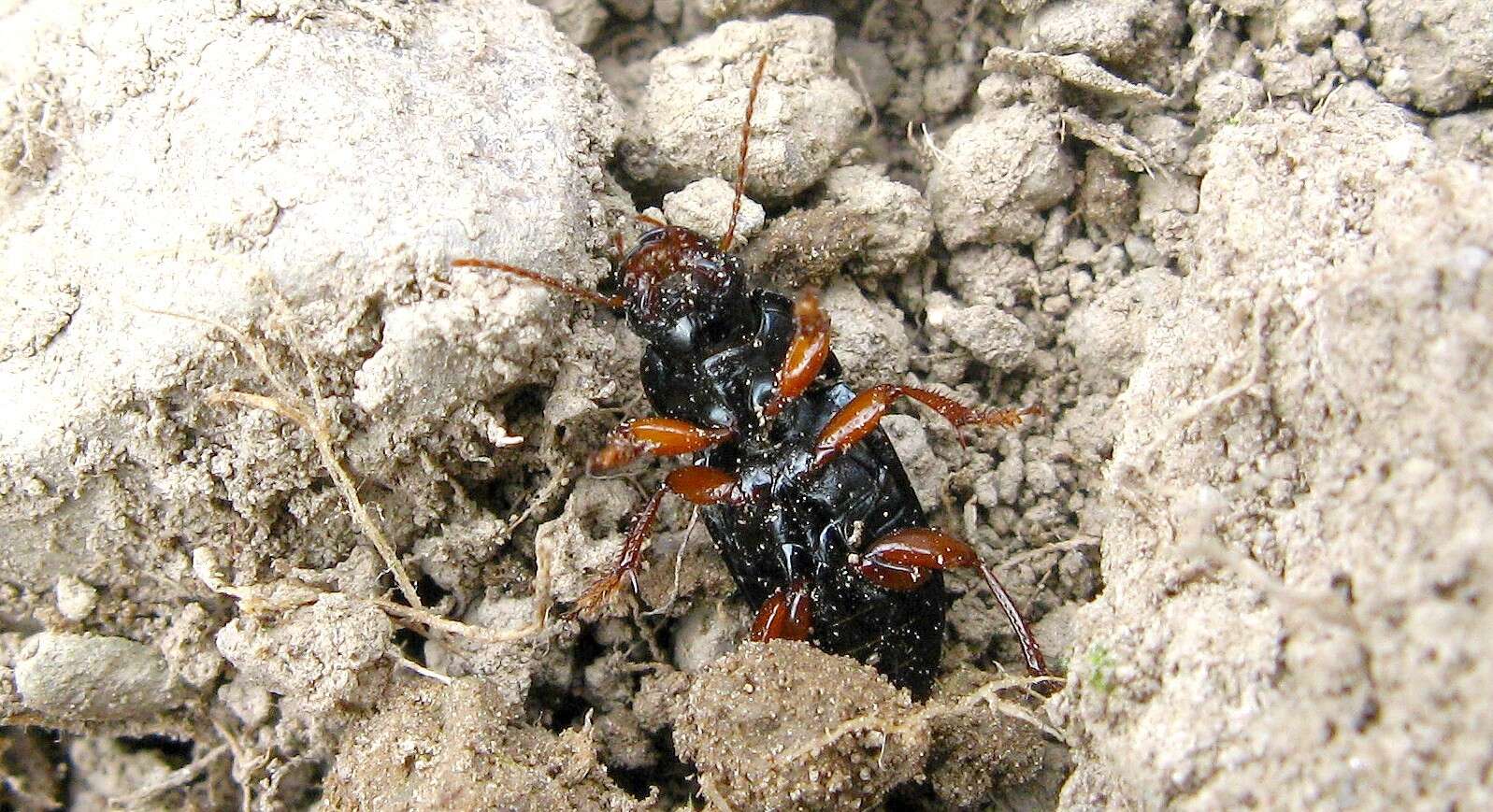 Sivun somerharvekiitäjäinen kuva