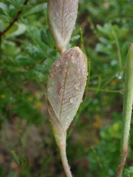 Image of Gladiolus gueinzii Kunze