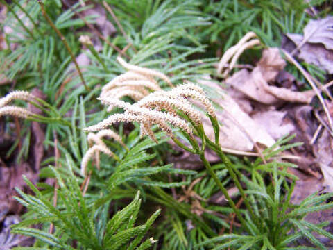 Image of fan clubmoss