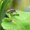 Rhinia apicalis (Wiedemann 1830) resmi