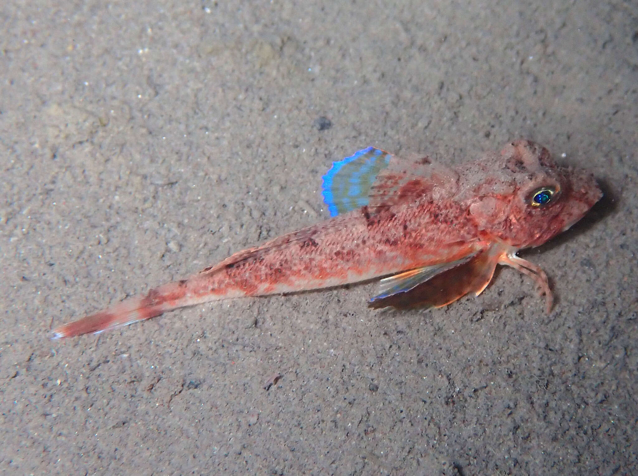 Image of Large scaled gurnard