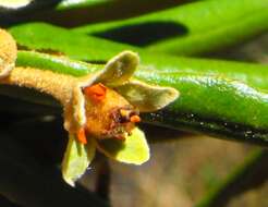 Image de Ricinocarpos ledifolius F. Muell.