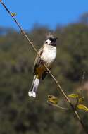 Image of Himalayan Bulbul