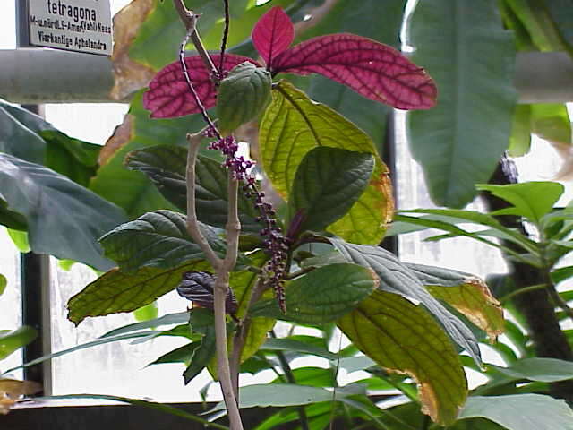 Image of Trichostigma peruvianum (Moquin) H. Walter