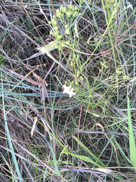 Image of diamond-flowers