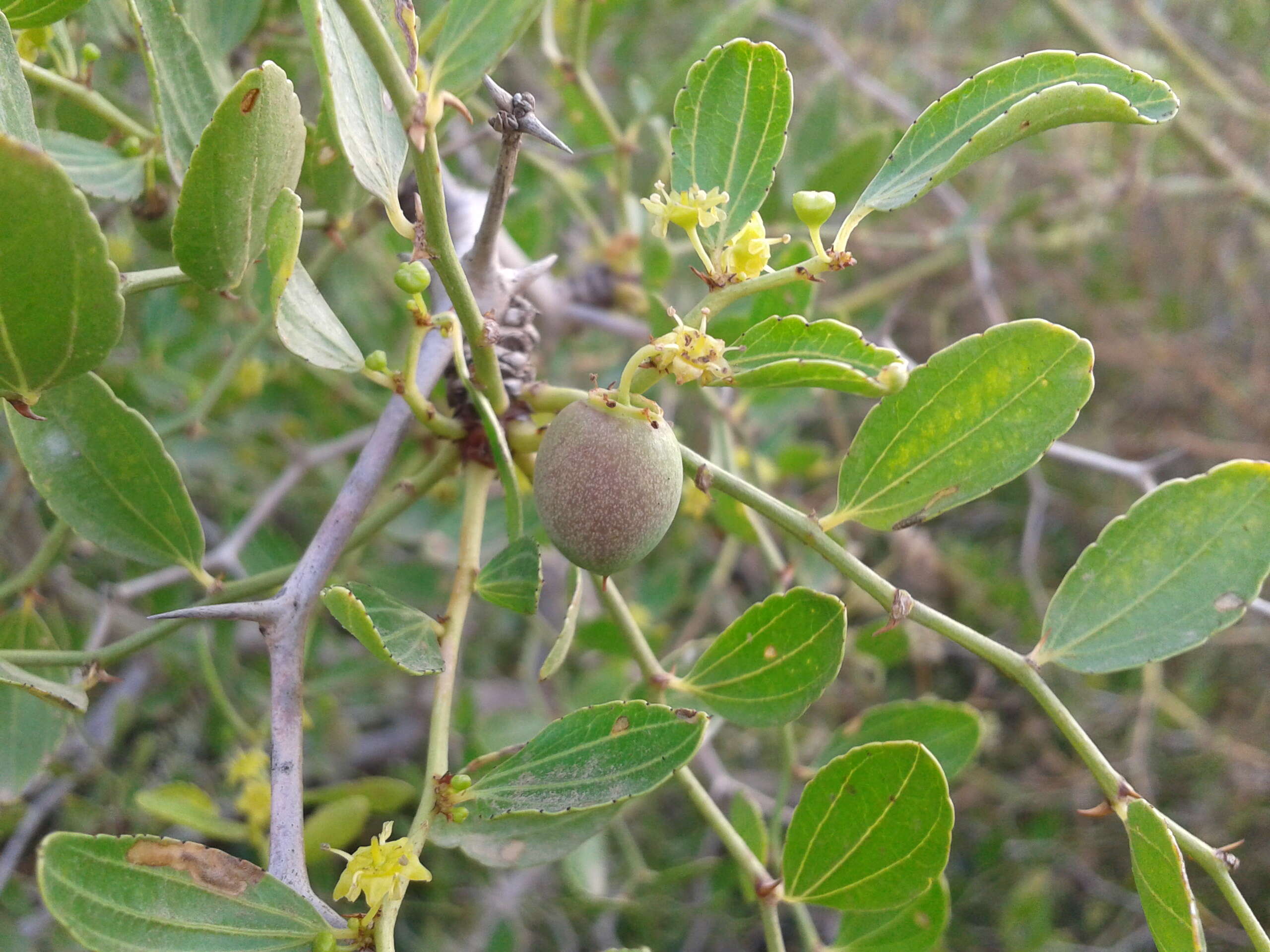 Plancia ëd Ziziphus lotus (L.) Lam.