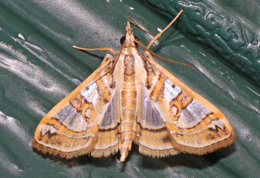 Image of Moth