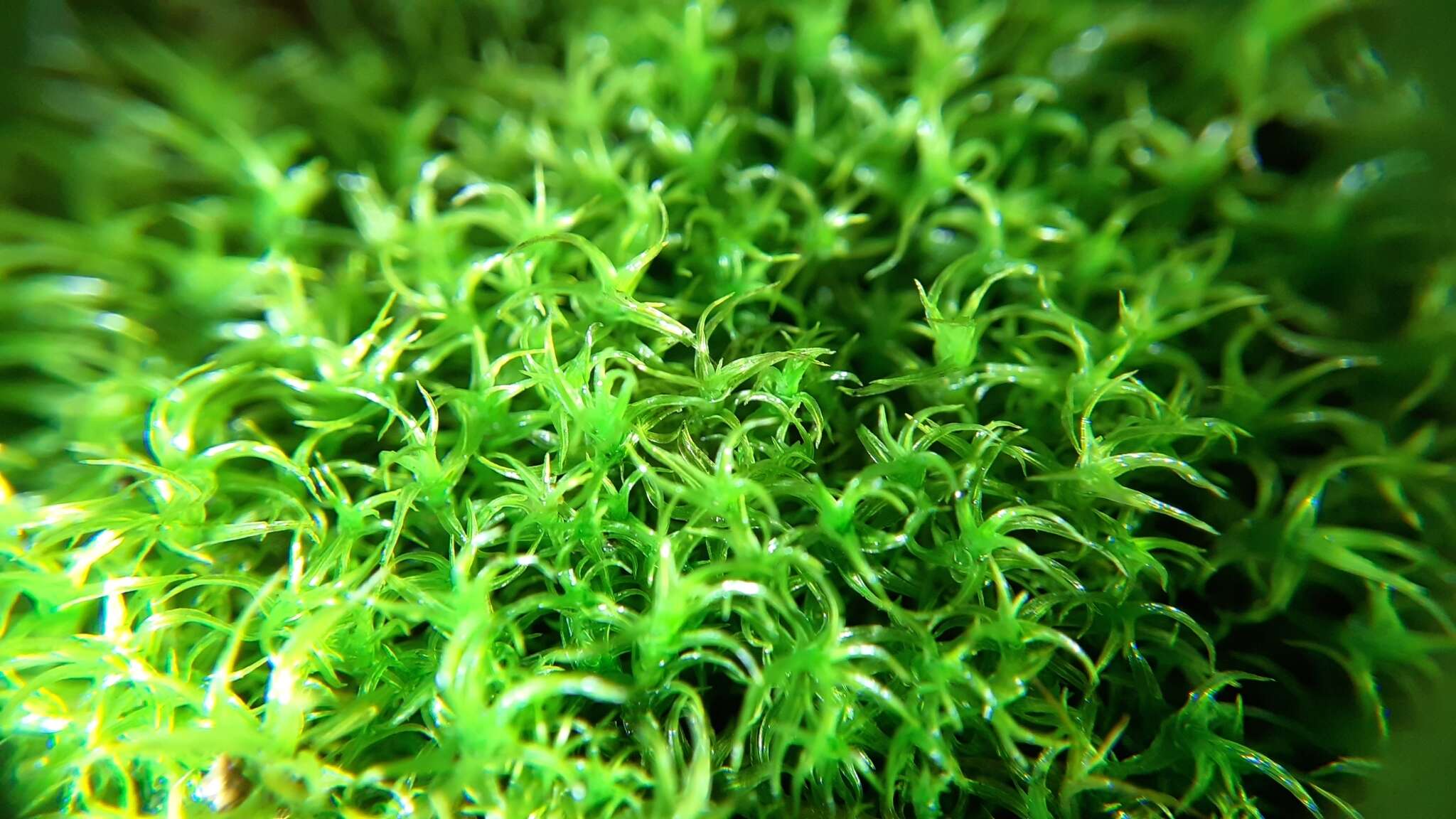 صورة Vinealobryum R. H. Zander