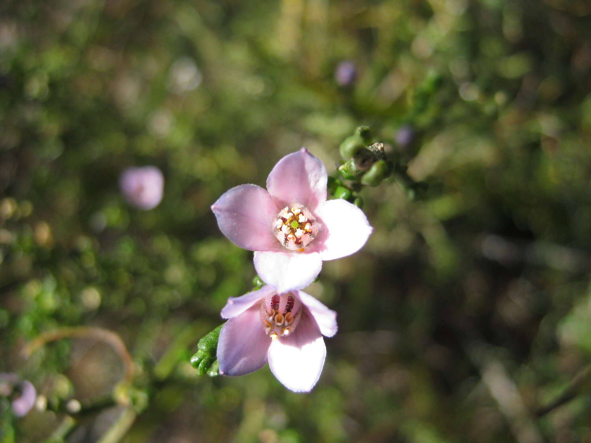 Cyanothamnus coerulescens resmi