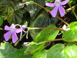 Image of Impatiens acaulis Arn.