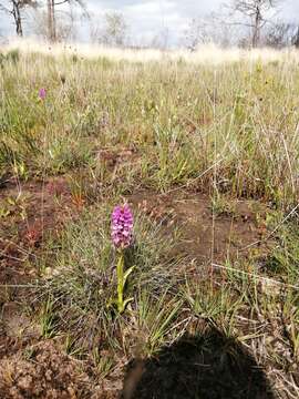 صورة Dactylorhiza incarnata subsp. pulchella (Druce) Soó